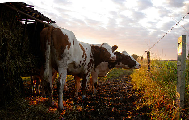 istock Cows early in the morning 467719914