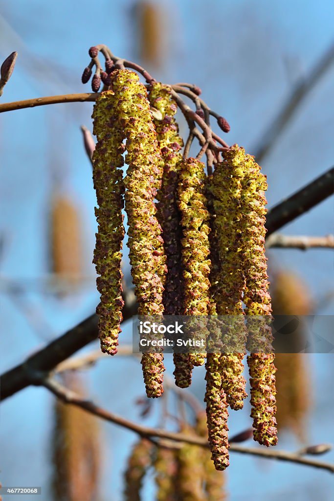 Spring. Alder catkins closeup Spring. Alder catkins (lat. Alnus) close up Alder Tree Stock Photo