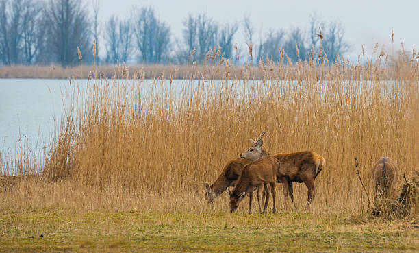 istock Red deer grazing in a field near a lake 467720360