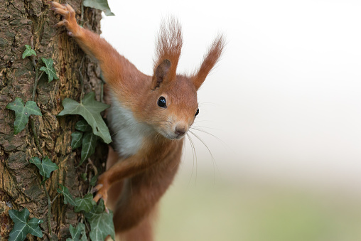 Curious red squirrel (Sciurus vulgaris)