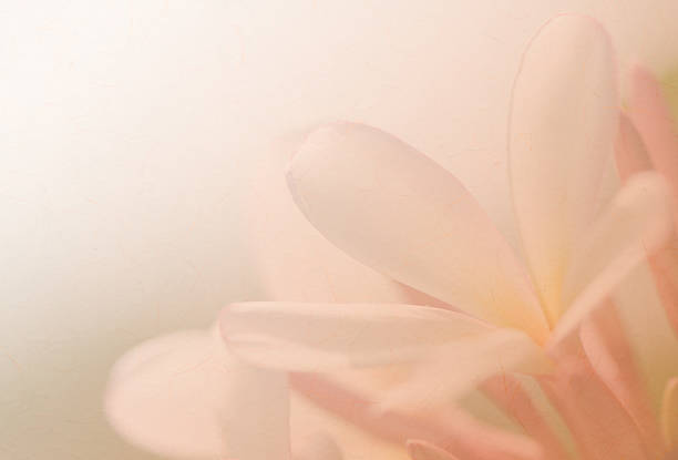 istock Plumeria flower soft background 467723766