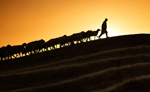 Shepherd leading his goats and sheep at sunset time