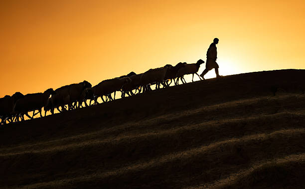 Shepherd leading his goats and sheep at sunset time Shepherd leading his goats and sheep at sunset time sheep stock pictures, royalty-free photos & images
