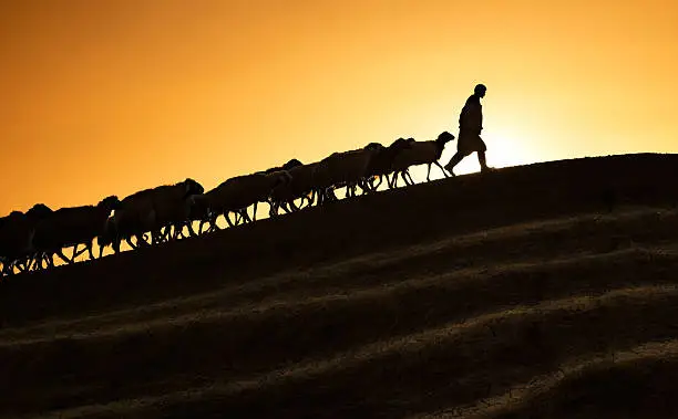 Photo of Shepherd leading his goats and sheep at sunset time