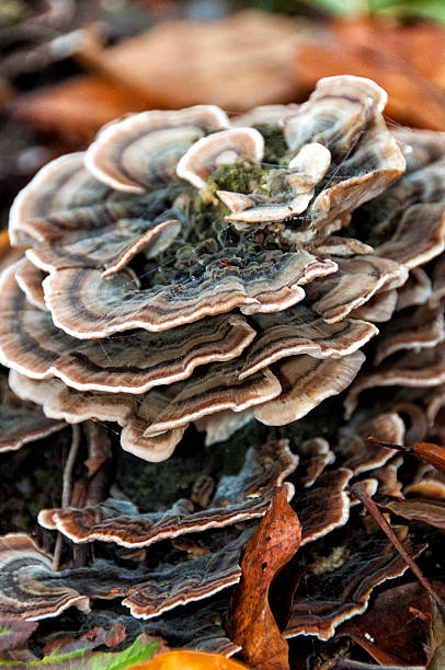 istock Wood fungus on the dead tree 467724160