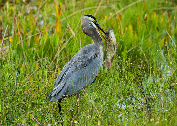 istock Great Blue Heron at Viera Wetlands, Florida with Fish 467725006