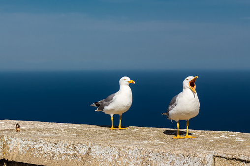 Seagull on a concrete slab.