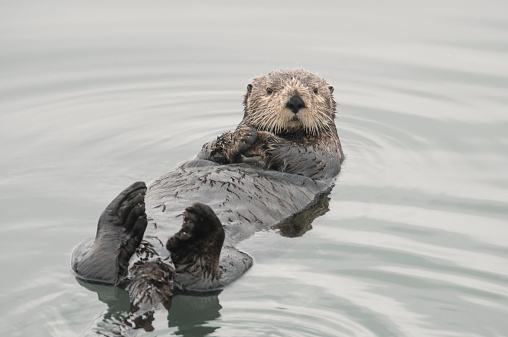 Sea otter (Enhydra lutris). Sea otters are one of the smallest of the Marine mammal family but one of the largest of the weasel family. Sometimes called clowns of the sea they feed mostly on marine invertebrates. Cordova bay on the Orca Inlet, Gulf of Alaska.