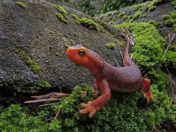 This California or Sierra Newt (Taricha torosa) is an amphipian who resides in the Sierra Foothills of Northern California. It is sometimes referred to as the orange bellied newt.