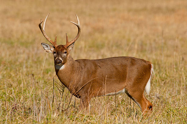 buck grande cervo dalla coda bianca a cades cove. - cades foto e immagini stock