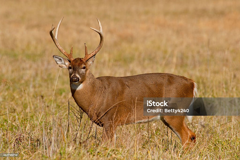 Large White tailed Deer Buck in Cades Cove. buck, deer, Cades Cove Bow Hunting Stock Photo