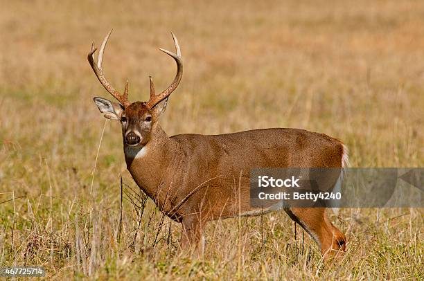 Large White Tailed Deer Buck In Cades Cove Stock Photo - Download Image Now - Bow Hunting, 2015, Agricultural Field