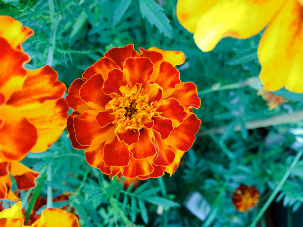istock Bright orange/red marigold closeup 467726072