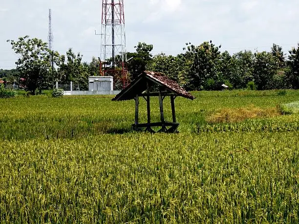 Hut in the middle of rice fields