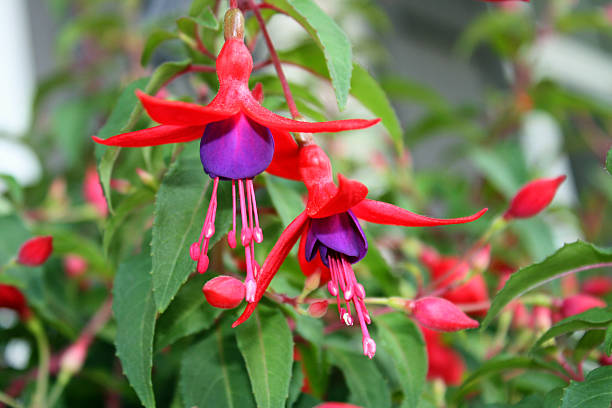 istock Genii Fuchsia Flower 467726162