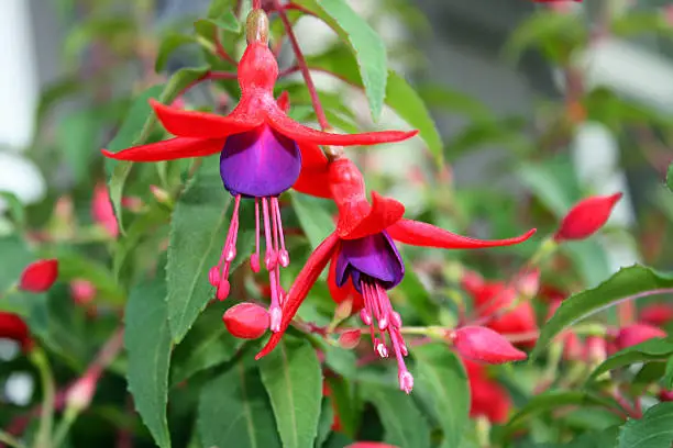 Fuchsia is an exotic flower, with hanging flowers in magenta, pink, purple, and white. Fuchsia can also attract hummingbirds.