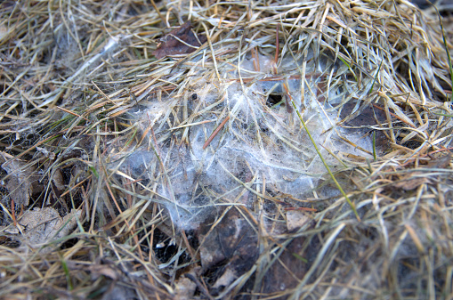 The cobweb like appearance of snow mold as seen on grass after the winter snow has melted away. Snow mold is a type of fungus and a turf disease that damages or kills grass after snow melts, typically in late winter.