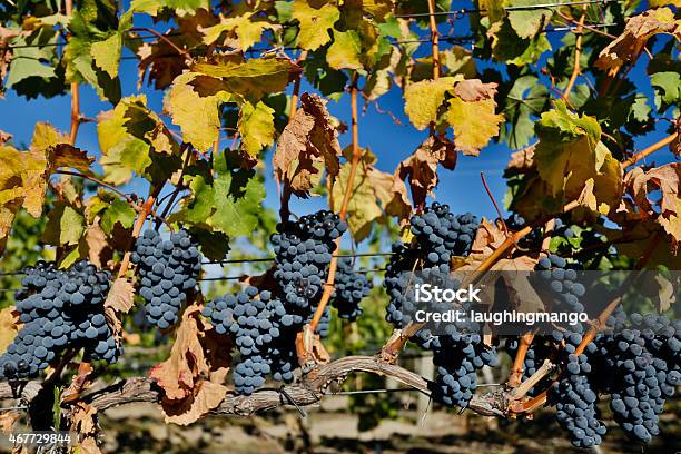 Ripe Organic Merlot Grapes Okanagan Valley Stock Photo - Download Image Now - 2015, Agriculture, Autumn