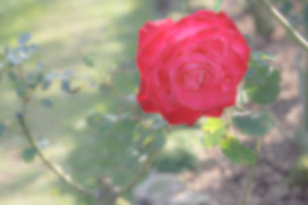 istock blurry defocused blooming red rose in the garden for background 467729994