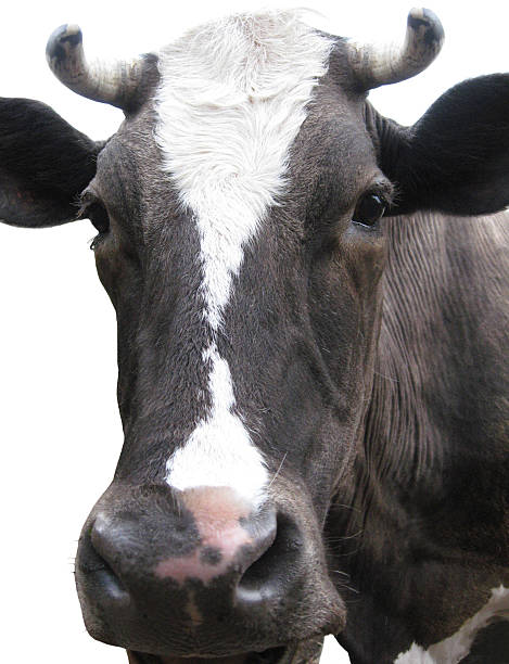 istock Black-and-white cow on the white background 467731715