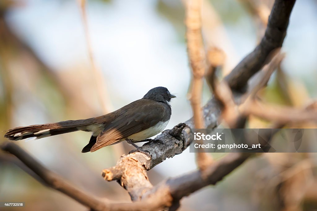 Bird Stock Photo - Download Image Now - 2015, Animal, Animal Body Part - iStock Bird Stock Photo - Download Image Now - 2015, Animal, Animal Body Part - iStock