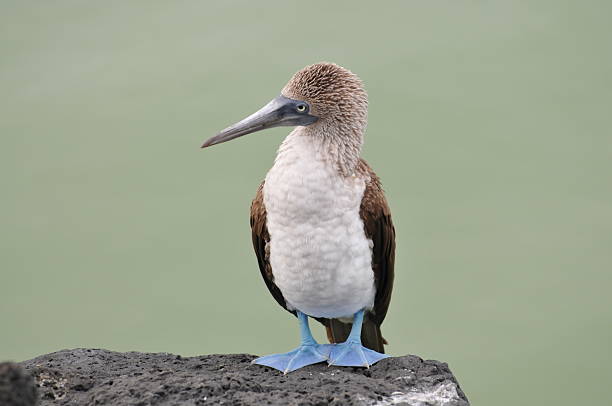 Blue Footed Booby facing camera on rock. Bird in Galapagos standing on rock. sula nebouxii stock pictures, royalty-free photos & images
