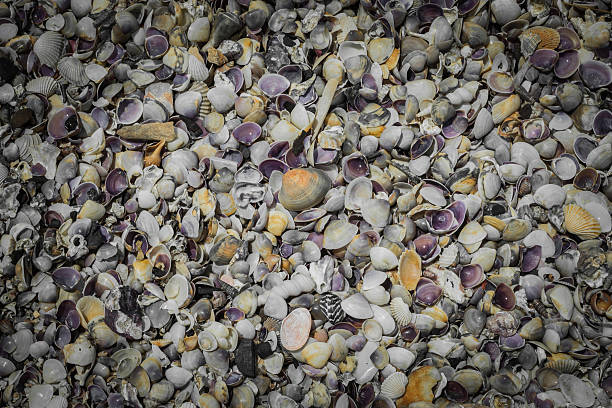 istock heap of seashell background 467733177