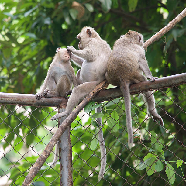 istock Mother Monkey Taking Care of Kid Monkey 467735894