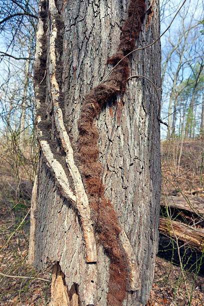 Mature Poison Ivy Vine on Tree This coarse, hairy growth on the trunk of this tree is a mature poison ivy vine. The vine can easily grow to the size of a man's wrist. The "hairs" allow the vine to grab onto the bark and grow up to the tops of even tall trees. All parts of the vine contain urushiol, including the hairs. Using a chain saw to cut down such a tree produces flying poisonous sawdust. Vertical. ivy tree bark wood stock pictures, royalty-free photos & images