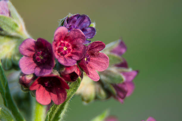 Lungwort Pink and blue lungwort (pulmonaria officinalis) flowers. common lungwort pulmonaria officinalis stock pictures, royalty-free photos & images