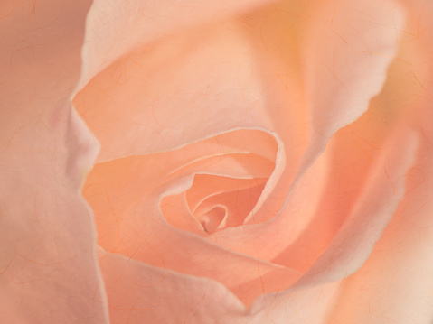 Close up of beautiful peach rose with paper textured background