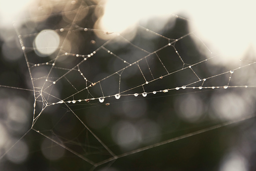 Cobwebs in the forest with drops of morning dew
