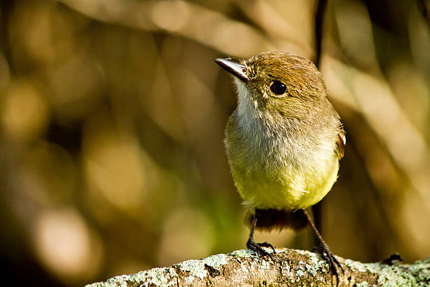 istock Yellow warbler bird in the Galapagos islands 467740730