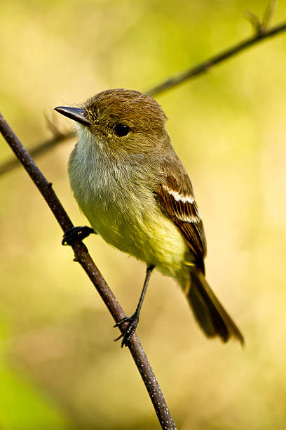 istock Yellow warbler bird in the Galapagos islands 467740736