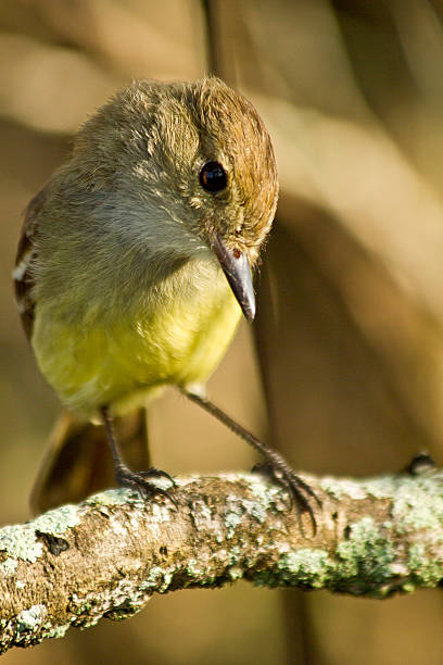 istock Yellow warbler bird in the Galapagos islands 467740738