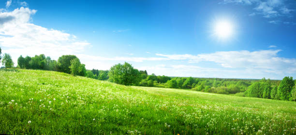 campo con dandelions e blu cielo  - hill grass park sky foto e immagini stock