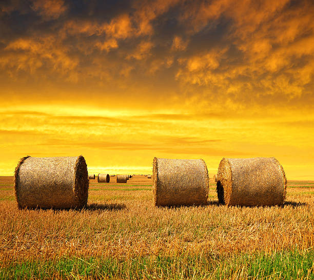 istock Straw bales on farmland 467743940