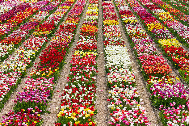 campi di colori - symetrie foto e immagini stock