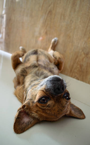 istock portrait of small dog 467744156