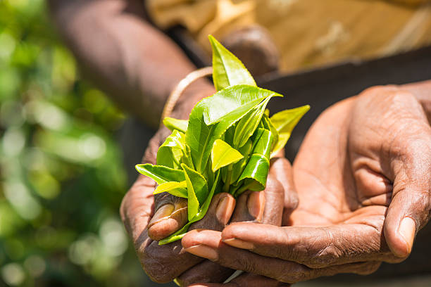 istock Tamil tea pisker Srilanka 467745034