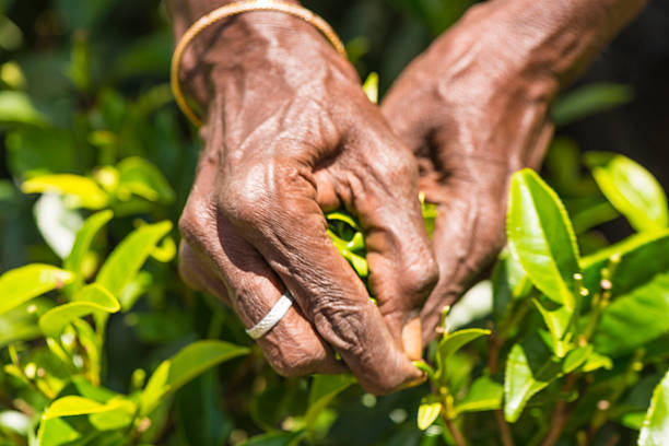 istock Tamil tea pisker Srilanka 467745036