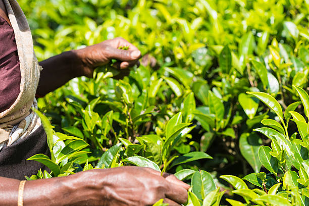 istock Tamil tea pisker Srilanka 467745040
