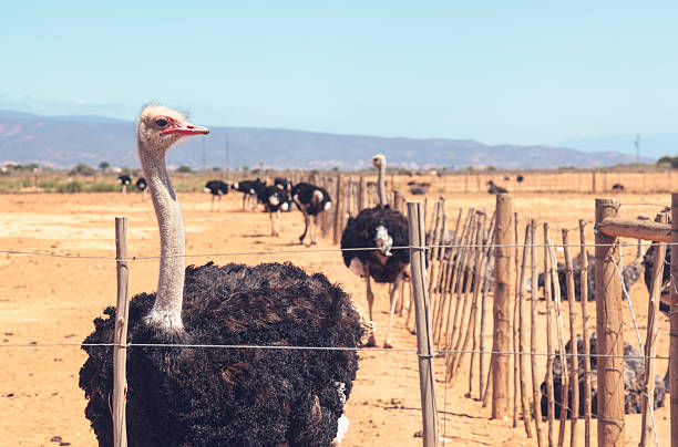 Ostrich farm in Oudtshoorn, South Africa Ostriches behind a fence on a ostrich farm in Oudtshoorn, South Africa. ostrich farm stock pictures, royalty-free photos & images