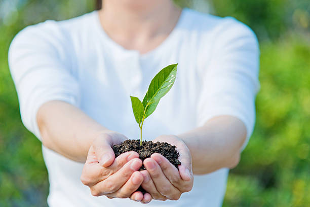 istock Small plant in female hands 467749208
