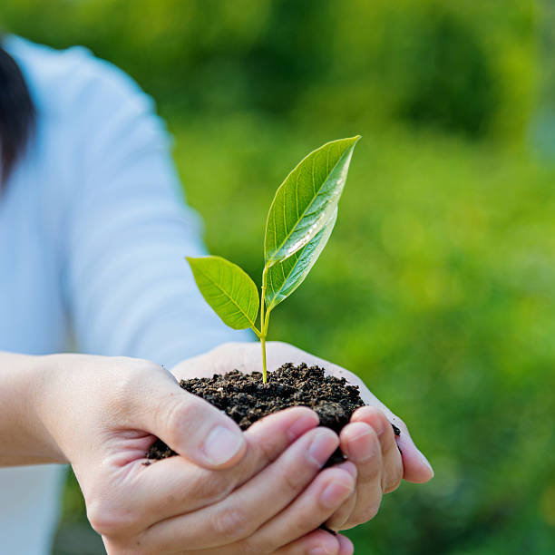 istock Hands holding a small plant on soil ground 467749214