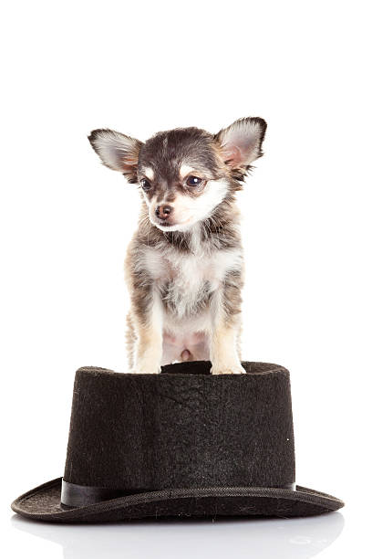 istock chihuahua puppy in a hat. 467749305