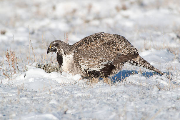 istock Wild Greater sage grouse feeds on sagebrush Colorado 467749446