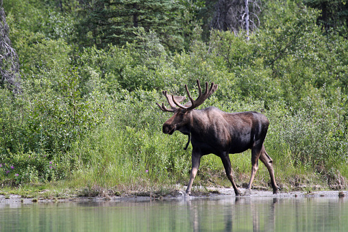 Bull moose walking along the shoreline of a lake.