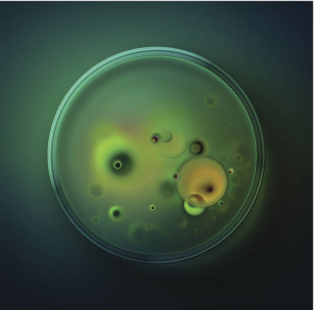 페트리 접시 - bacterium petri dish microbiology cell stock illustrations
