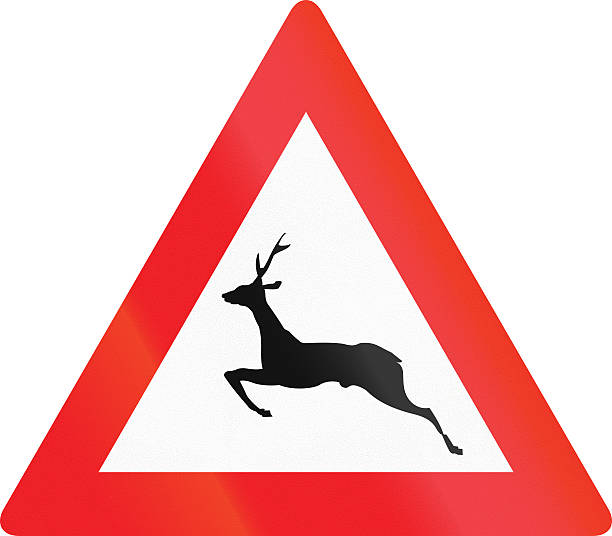 istock Wild Animals Crossing in Austria 467751164
